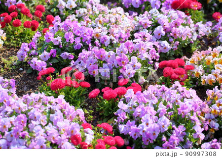 ビオラの花 90997308