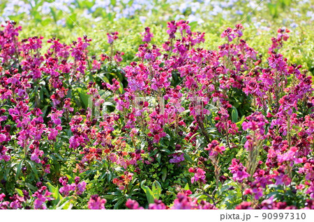 チェイランサスの花 90997310