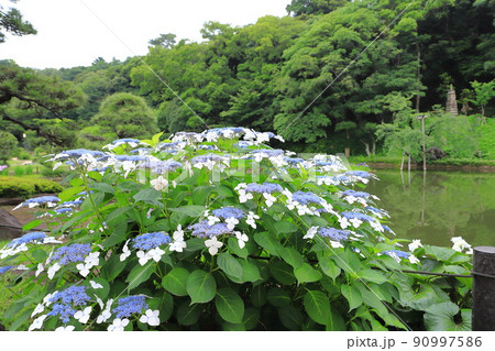 肥後細川庭園　東京都文京区 90997586