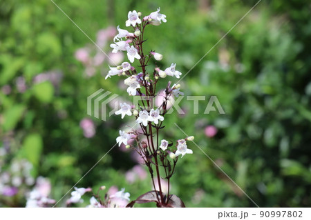 白い花びらのシュツリガネヤナギ(ハスカーレッド)の花が咲く風景 90997802