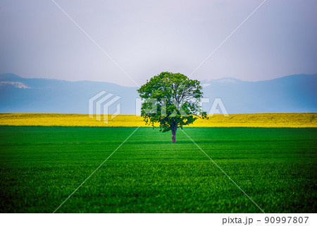 A Single Tree A Single Tree 90997807