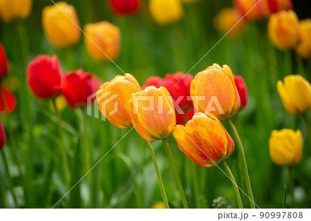 Yellow and red flowers Yellow and red flowers 90997808