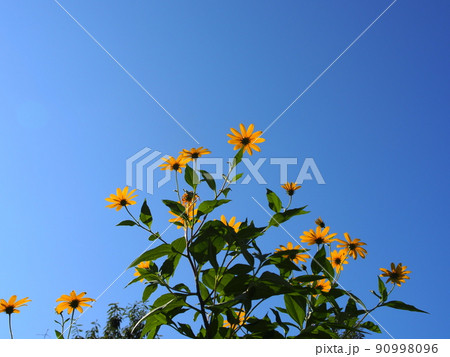 青空とキクイモの花 90998096