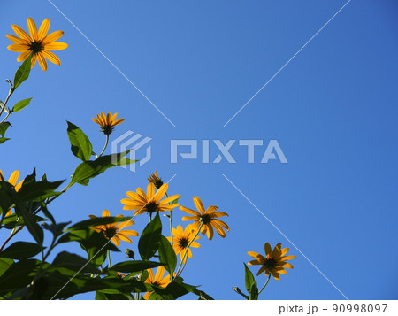 青空とキクイモの花 90998097