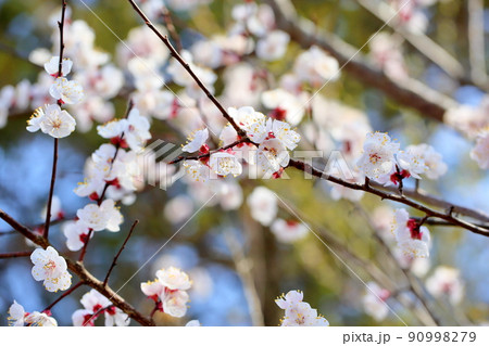 アンズの花 アンズの花 90998279