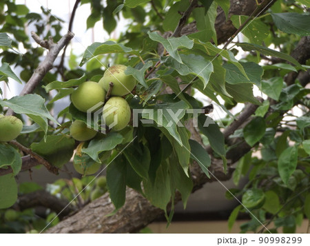 この大きい梅の実は加賀梅でしょう 90998299