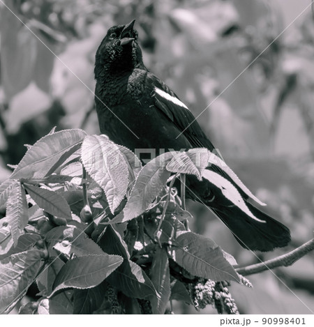 Red Winged Blackbird in Black and White on Branch Red Winged Blackbird in Black and White on Branch 90998401