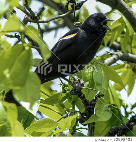 Red-winged blackbird sitting on tree branch 90998402