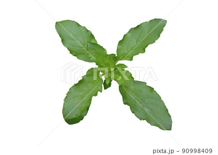 Thai basil red hot basil leaves and flower 90998409