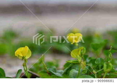 奄美大島の砂浜で咲くハマアズキの黄色い花 90998681