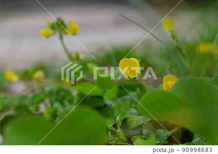 奄美大島の砂浜で咲くハマアズキの黄色い花 奄美大島の砂浜で咲くハマアズキの黄色い花 90998683