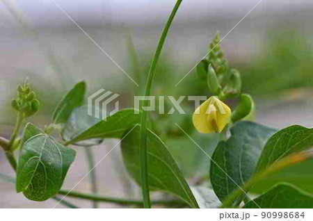 奄美大島の砂浜で咲くハマアズキの黄色い花 奄美大島の砂浜で咲くハマアズキの黄色い花 90998684