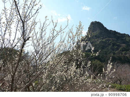 立春、梅の花が咲き春の足音が聞こえる頃 90998706