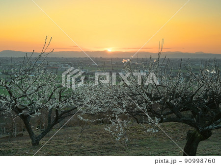 立春、梅の花が咲き春の足音が聞こえる頃 90998760