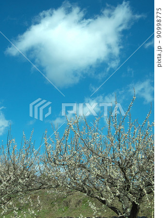 立春、梅の花が咲き春の足音が聞こえる頃 90998775