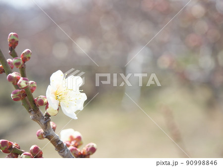立春、梅の花が咲き春の足音が聞こえる頃 90998846