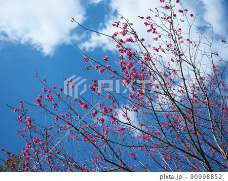 立春、梅の花が咲き春の足音が聞こえる頃 90998852
