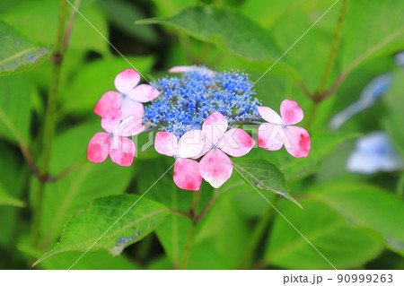 花びらが色づいたガクアジサイ 花びらが色づいたガクアジサイ 90999263