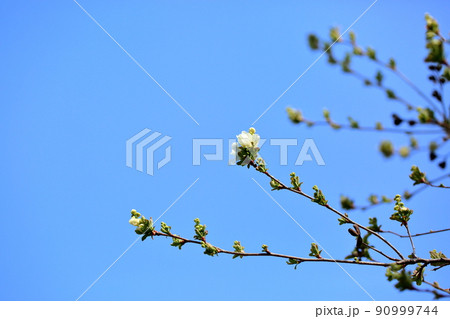 リキュウバイの花 90999744