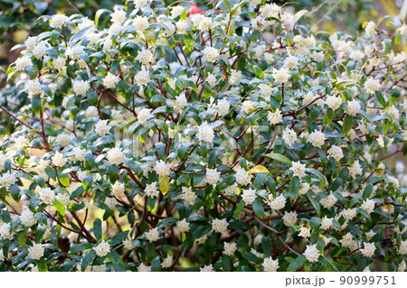 ジンチョウゲの花 ジンチョウゲの花 90999751