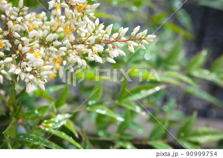 南天の花 南天の花 90999754