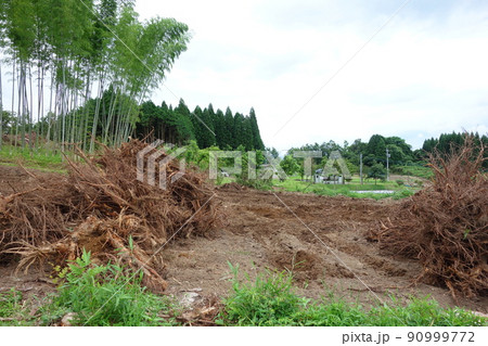 抜根作業を行った後の木の根っこ　産業廃棄物 90999772
