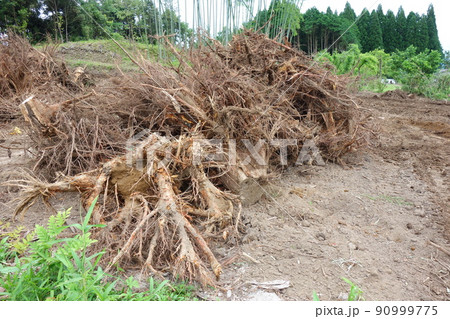 抜根作業を行った後の木の根っこ　産業廃棄物 90999775