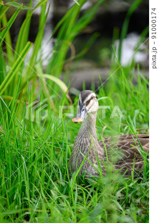 鴨　カルガモ　縦 91000174