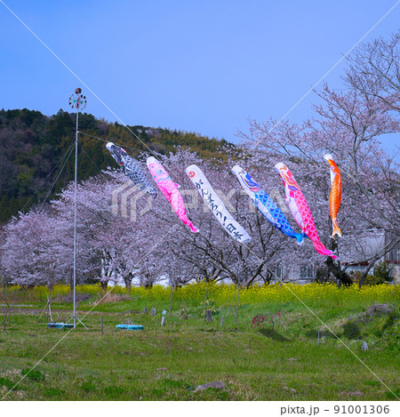 鯉のぼり 91001306