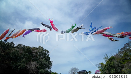 鯉のぼり 91001311