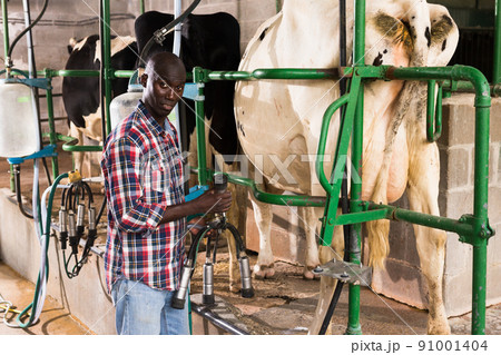 Young man working with automatical cow milking machines Young man working with automatical cow milking machines 91001404