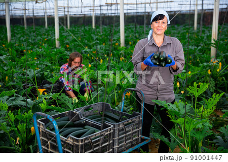 positive adult people collecting marrows in their plantation 91001447