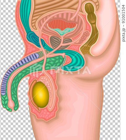 Male genital structure illustration 91001504