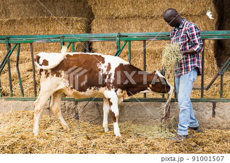 African american man farmer feeds cows with hay at farm African american man farmer feeds cows with hay at farm 91001507