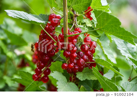 Close-up of ripe red currants on a branch in a garden plot 91002104