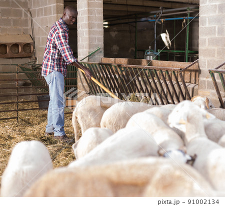 African american male proffesional farmer feeds sheeps with hay 91002134