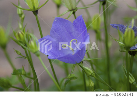 Balloon flower, Platycodon grandiflorum is an attractive ornamental flower with beautiful blue flowers. Balloon flower, Platycodon grandiflorum is an attractive ornamental flower with beautiful blue flowers. 91002241