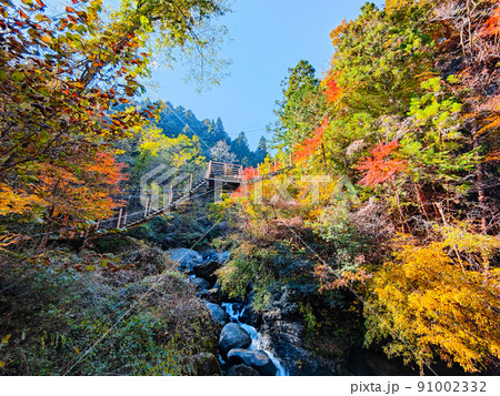 大柳川渓谷（秋） 91002332
