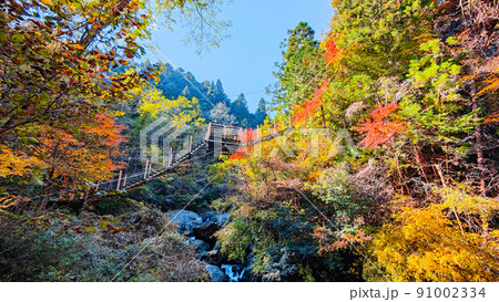大柳川渓谷（秋） 91002334