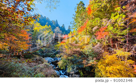大柳川渓谷（秋） 91002346