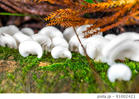 岡山県の名峰星山(ほしがせん)登山道の風景(岡山県真庭市星山)※作品コメント欄に撮影位置 岡山県の名峰星山(ほしがせん)登山道の風景(岡山県真庭市星山)※作品コメント欄に撮影位置 91002421