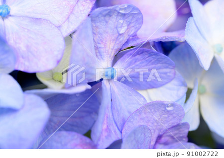 雨上がりの紫陽花 雨上がりの紫陽花 91002722