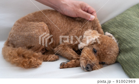 皮を引っ張られても眠る愛犬（トイプードル）の写真素材 [91002969
