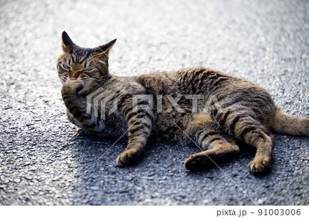 道で寝っ転がるキジトラ猫 道で寝っ転がるキジトラ猫 91003006