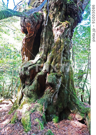 屋久島の屋久杉原生林、ヤクスギランドの仏陀杉 91003086