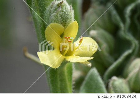 ビロードモウズイカの花 91003424