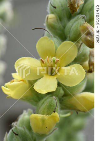 ビロードモウズイカの花 ビロードモウズイカの花 91003425