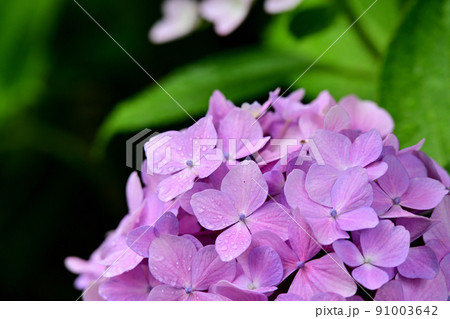 雨雫の紫陽花の写真素材 [91003642] - PIXTA