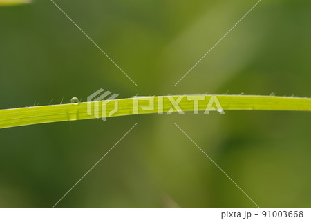 しずく　水滴 91003668