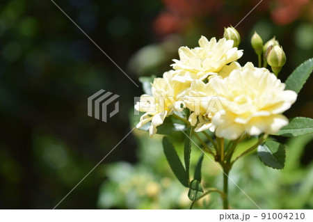 初夏の花 初夏の花 91004210
